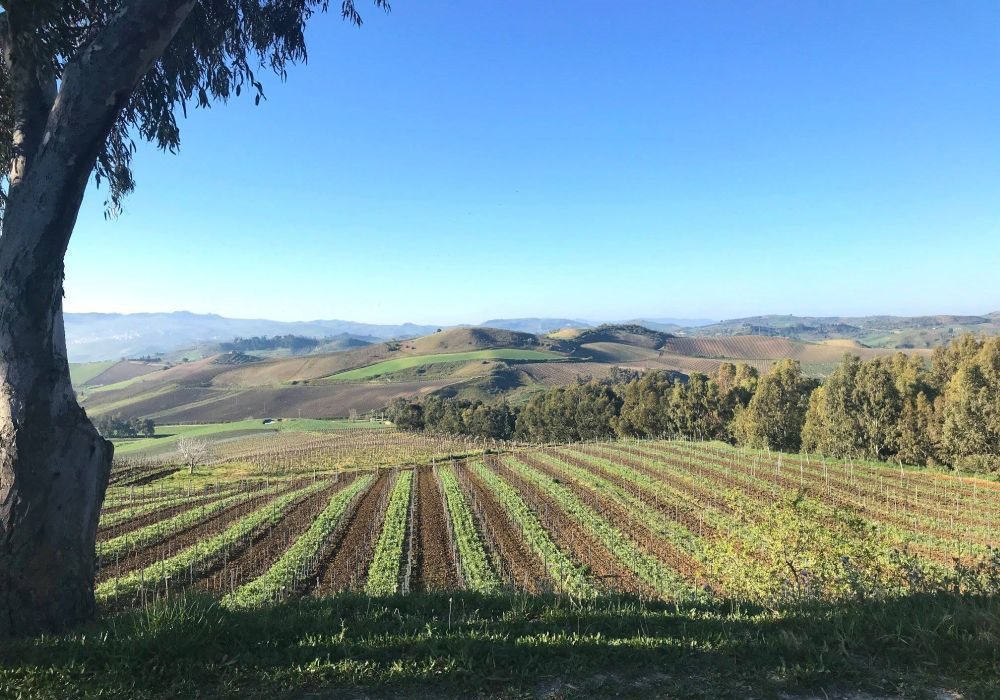 tasca-d-almerita-tenute-sicilia-vini-vitigni-vendemmia