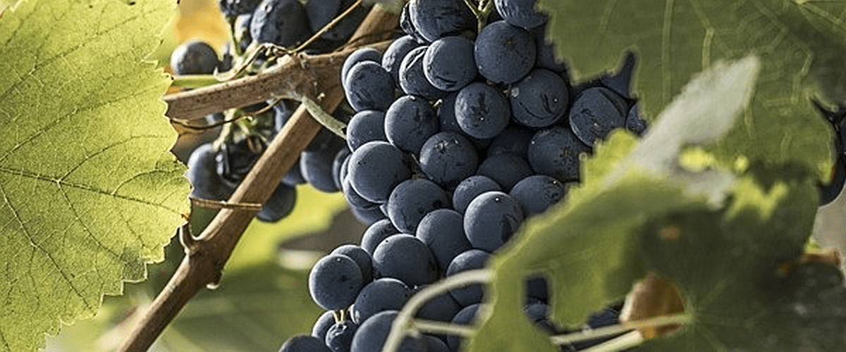 Agrigento Wine Food Itinerario dei Saperi e Sapori delle Terre Sicane