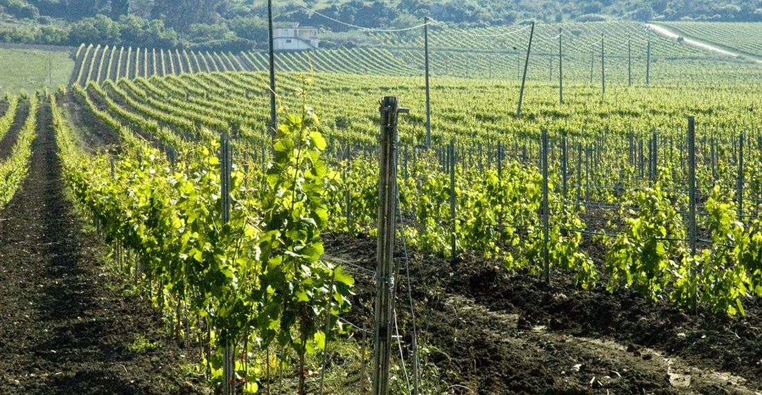 cantina-monte-olimpo-vini-vitigni-vendemmia