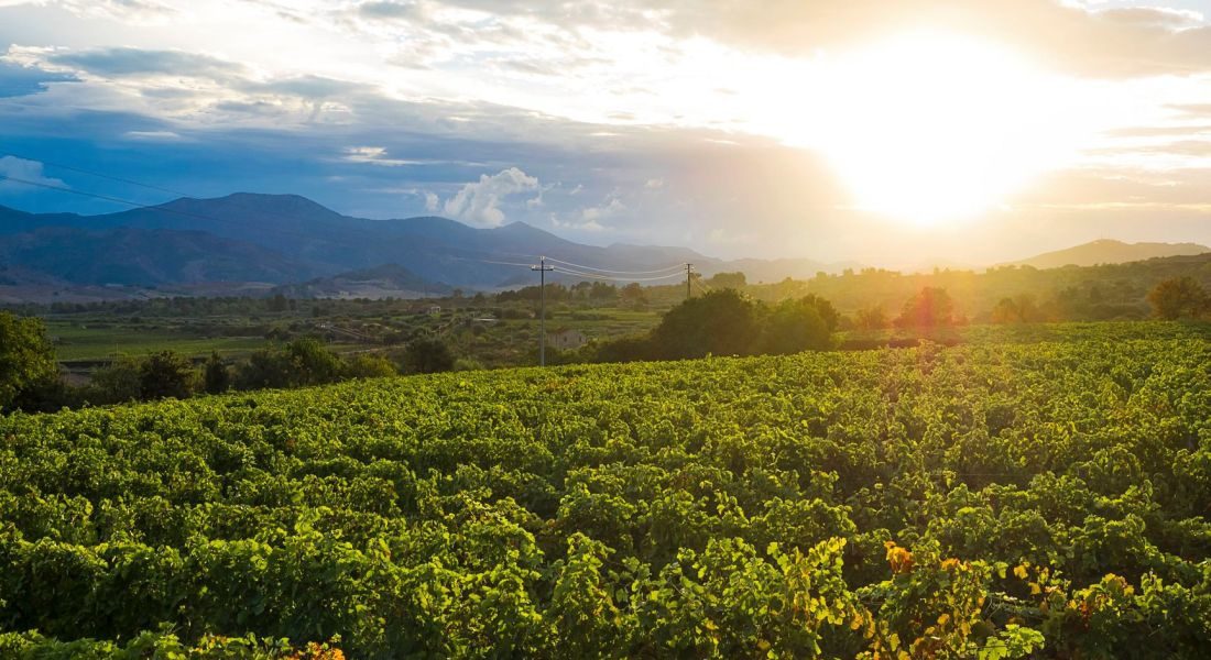 cottanera-vini-vitigni-vendemmia-etna