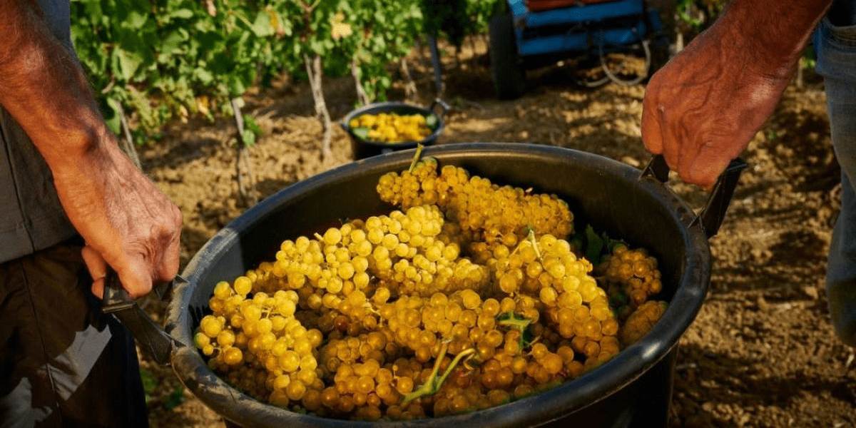 duca-di-saalaparuta-florio-corvo-vini-vitigni-vendemmia
