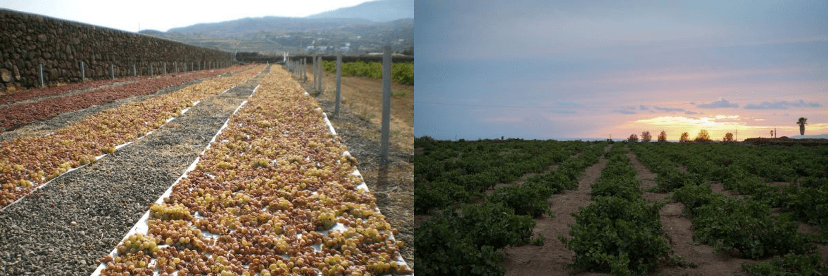 marco-de-bartoli-marsala-pantelleria-vino-vigneti-vendemmia