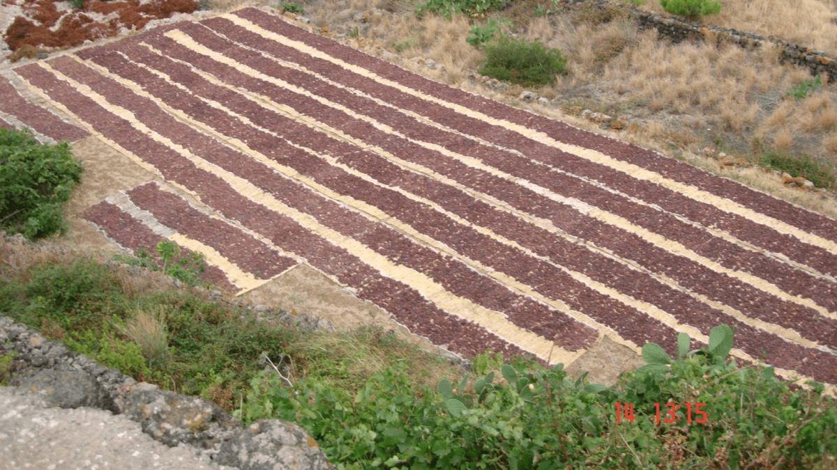 miceli-pantelleria-uva-passa