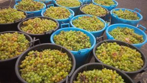 miceli-raccolta-uva-vini-vendemmia