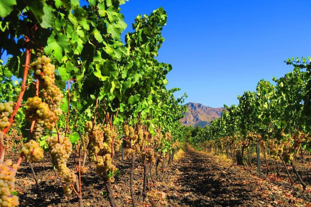 planeta-vini-vitigni-vendemmia-sicilia