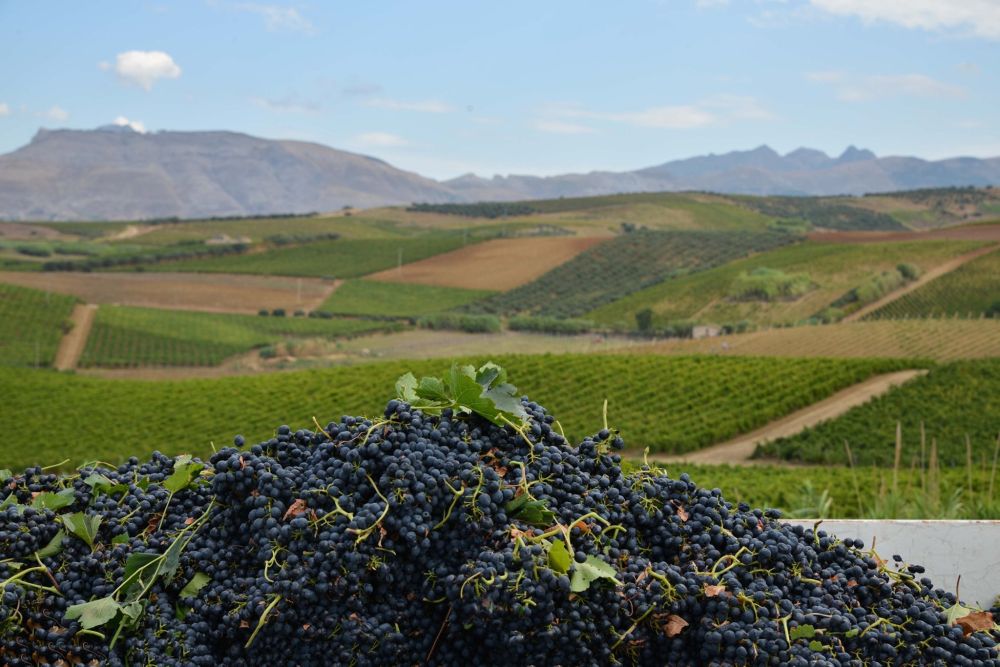 tenuta-sallier-de-la-tour-tasca.d-almerita-vini-vendemmia-vitigni.
