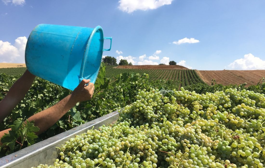 alessandro-di-camporeale-vini-vitigni-vendemmia