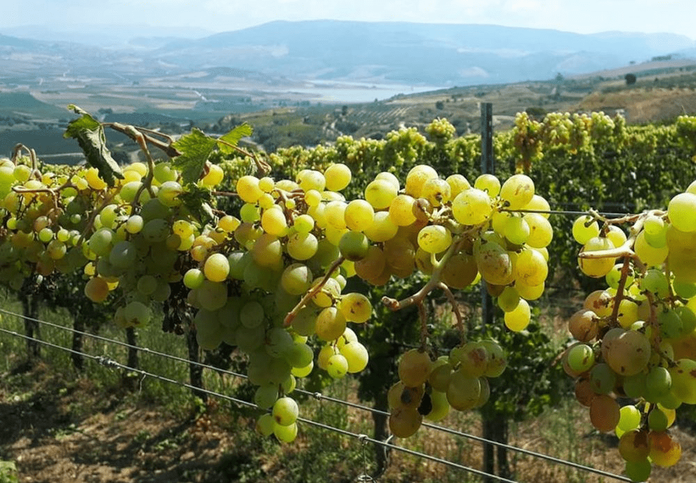 feudo-arancio-sicilia-vini-vitigni-vendemmia