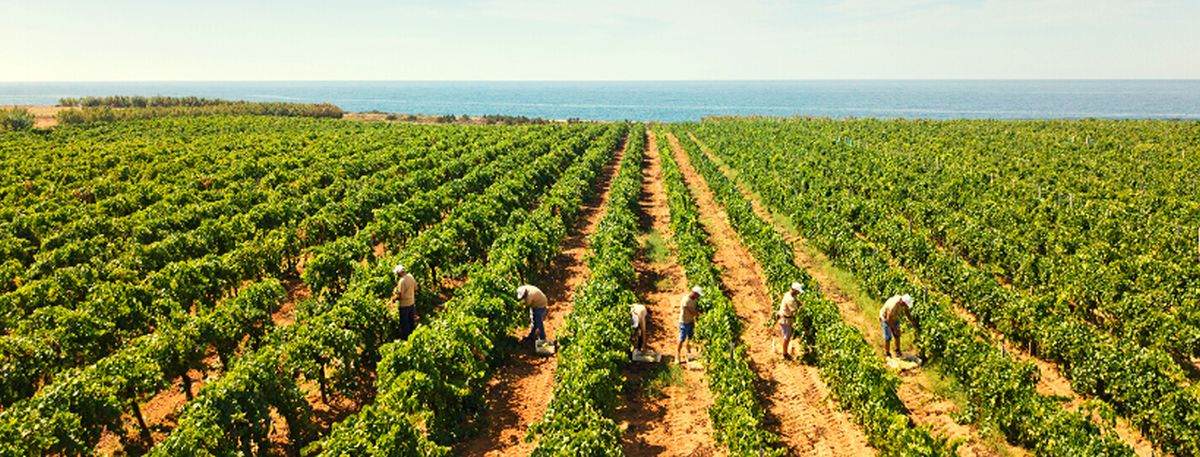 gorghi-tondi-vendemmia-vino-sicilia