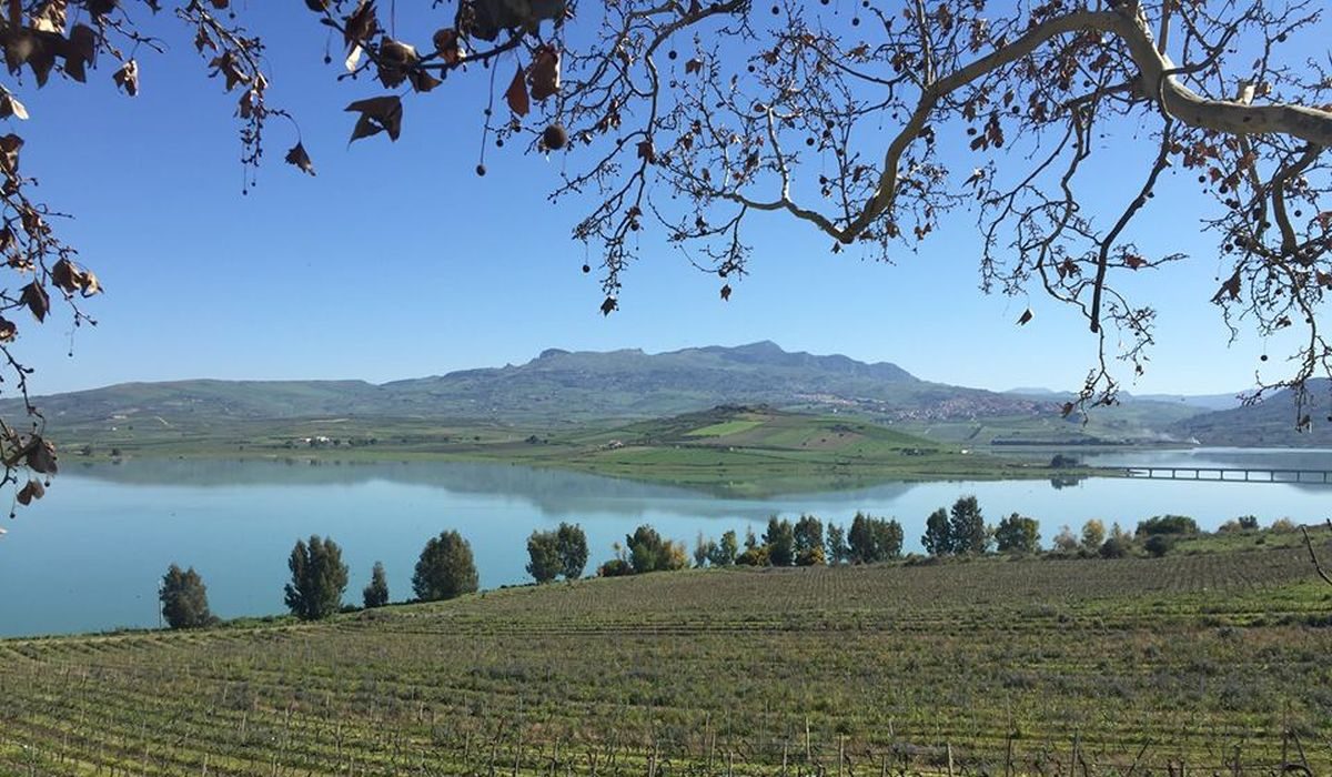 Di-prima-vini-vigneti-vendemmia-sicilia