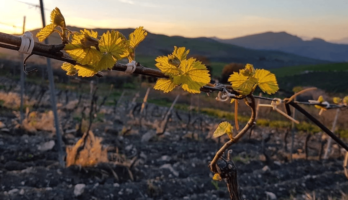 filari-della-rocca-vini-e-olio-sicilia