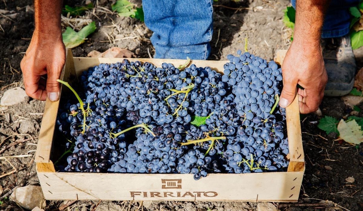 firriato-vini-vendemmia-sicilia