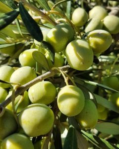 olive-filari-della-rocca
