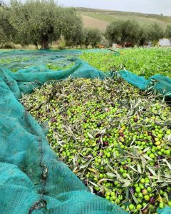 raccolta-olive-filari-della-rocca 2