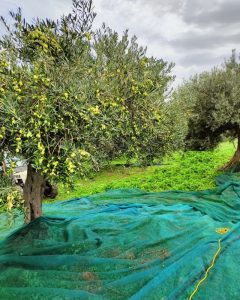 raccolta-olive-filari-della-rocca