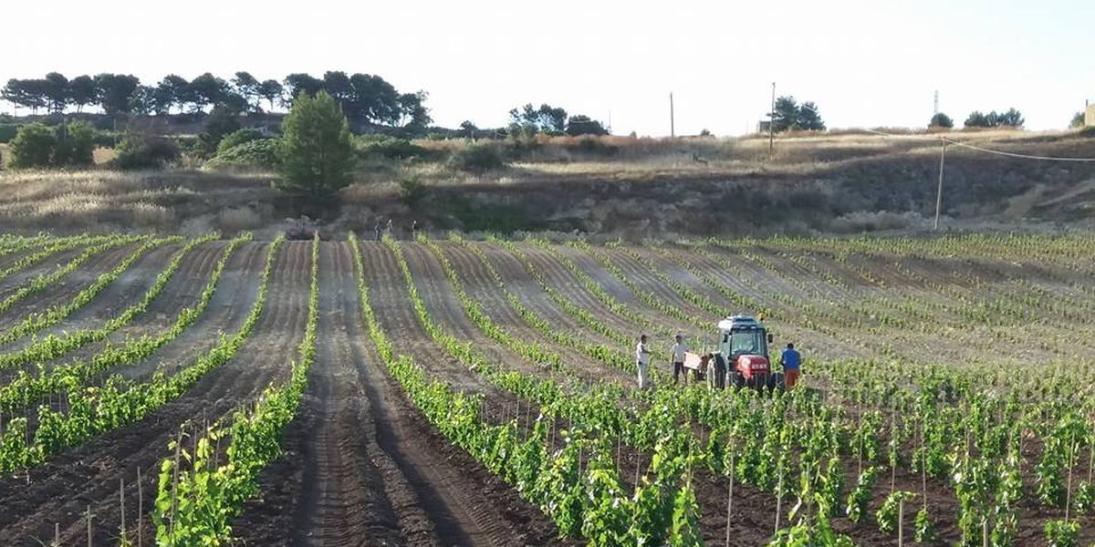 Morgante-vini-vigneti-nero-d-avola-vendemmia