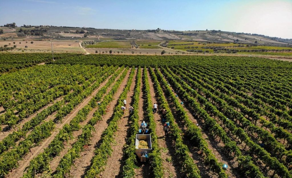 de-gregorio-sicilia-vini-vigneti-vendemmia