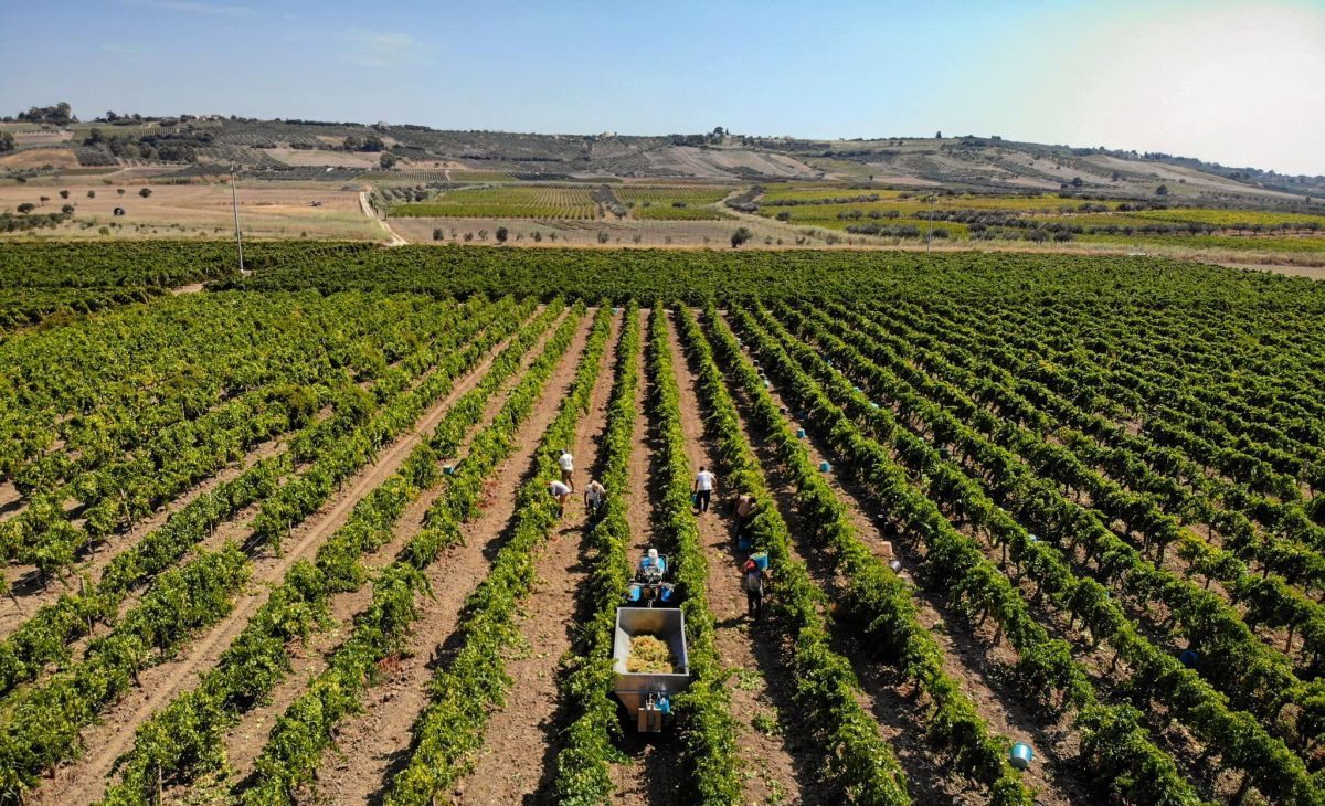 de-gregorio-vigneti-vendemmia-