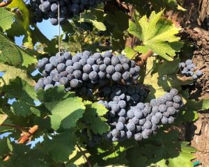 etna-nerello-mascalese-murgo