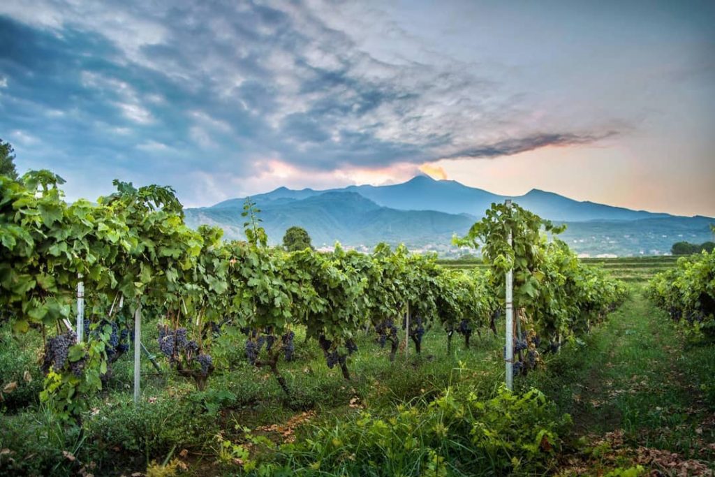 tenute-etna-murgo