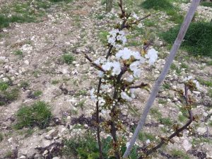 ciliegia-cultura-alvanello-amaro