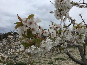 fiori-di-ciliegio-alvanello-sicilia