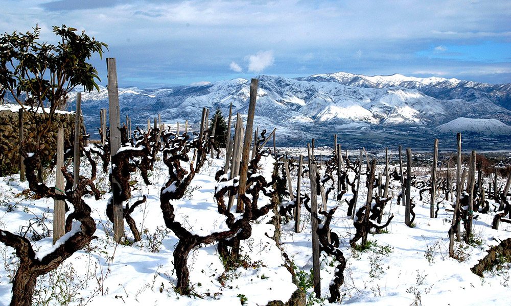 tenuta-terre-nere-vigne-vecchie-e-giovani