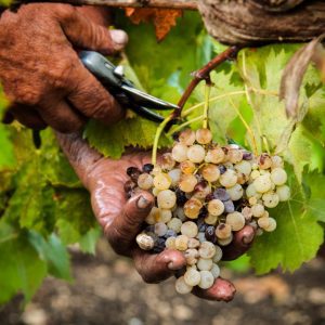 uve-grillo-marsala
