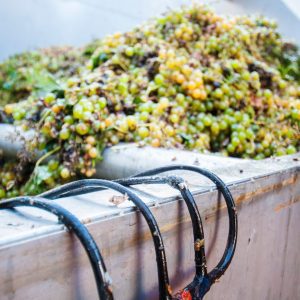 uve-per-il-marsala-