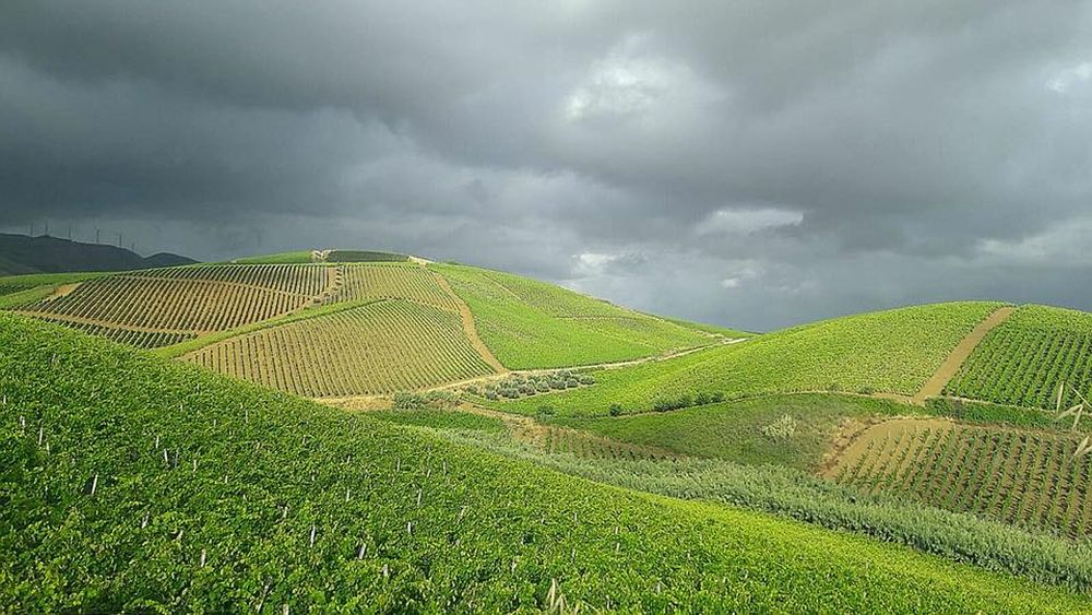 dei-principi-di-spadafora-vini-vendemmia-vigneti-sicilia