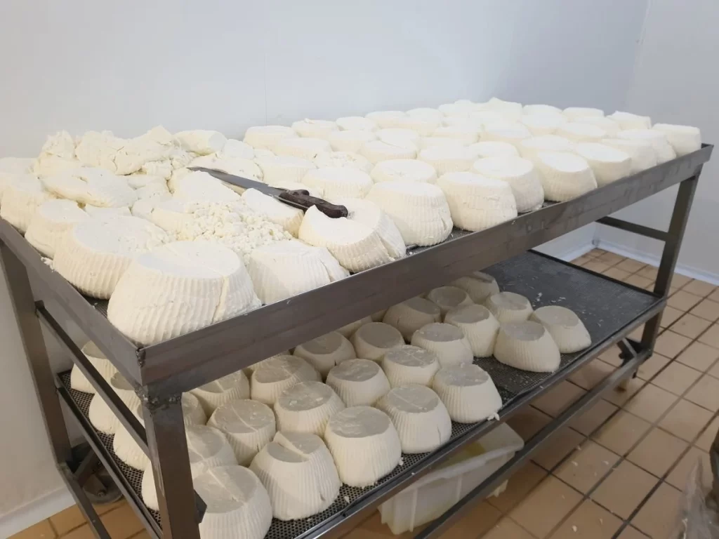 Caseificio Palermo Sicilia Ricotta in stagionatura