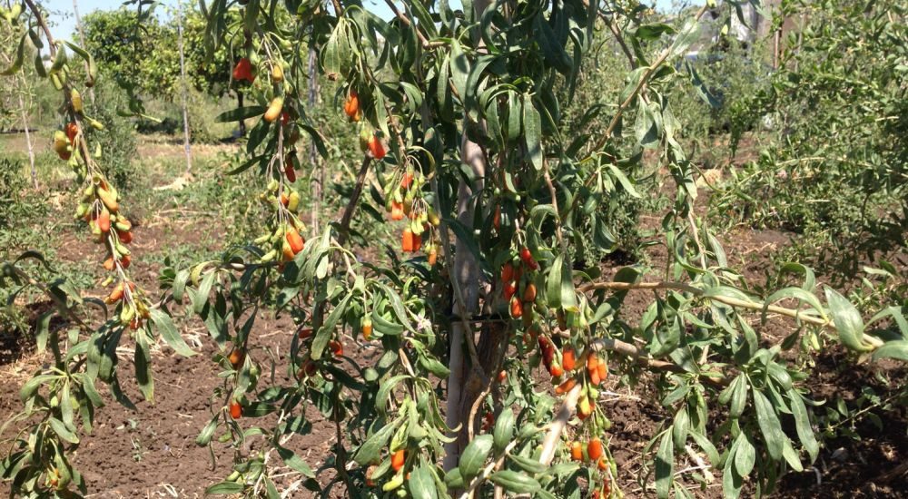 Goji Pachino sicilia produzione bacche di goji