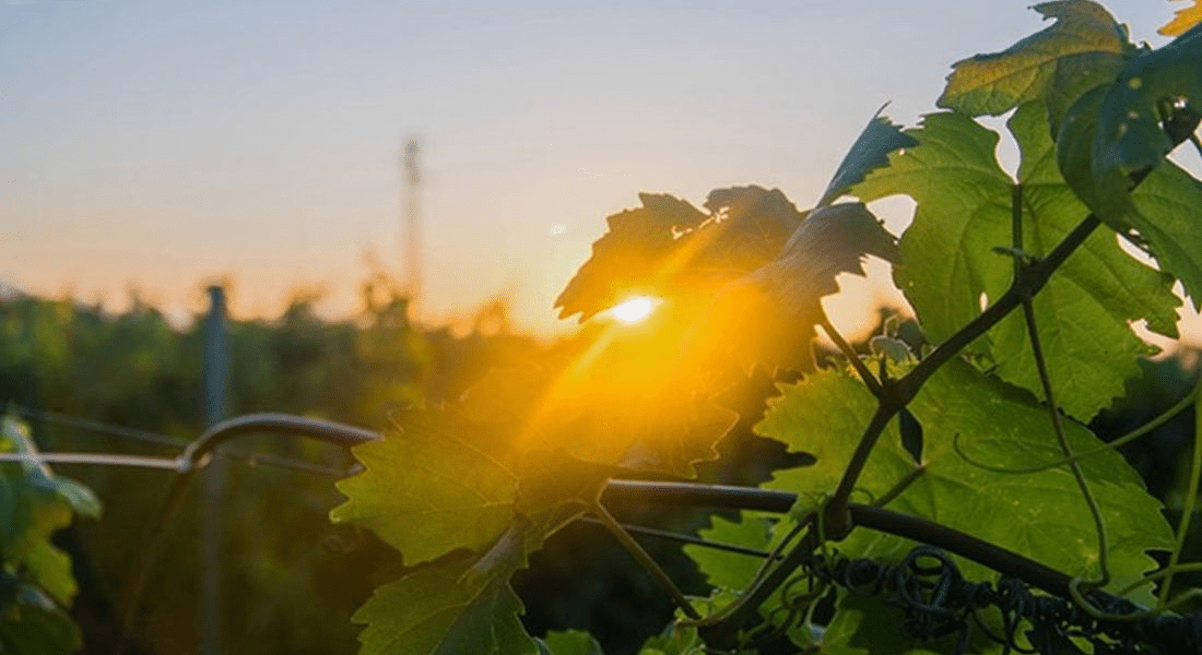 Bio-Fattoria-Augustali-vini-vigneti-conserve