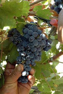 alicante-bouschet-vino-e-vitigni-di-sicilia