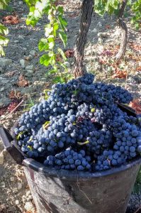 cabernet-sauvignon-vino-e-vitigni-di-sicilia