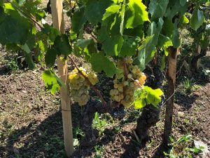 carricante-sicilia-vino-e-vitigno-storico-delletna