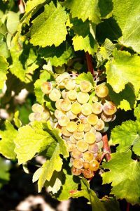 chenin-blanc-vino-e-vitigni-di-sicilia