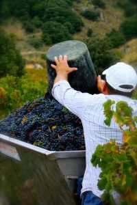 corinto-nero-sicilia-vino-e-vitigni-eolie-salina