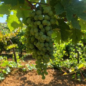 fiano-vino-e-vitigni-di-sicilia
