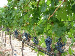 frappato-vino-e-vitigni-di-vittoria-sicilia