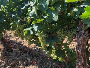grillo-vino-e-vitigno-autoctono-siciliano