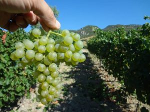 insolia-vino-e-vitigno-autoctono-siciliano