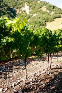 malvasia-vino-e-vitigni-di-sicilia