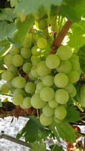 moscato-bianco-vino-e-vitigni-di-sicilia