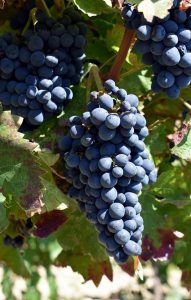 nerello-cappuccio-vino-e-vitigni-di-sicilia