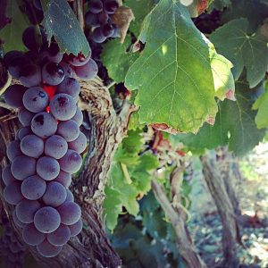 nerello-mascalese-vino-e-vitigni-di-sicilia