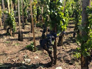 nero-d'avola-vino-e-vitigni-di-sicilia