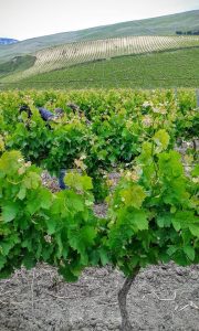 perricone-vino-e-vitigni-di-sicilia