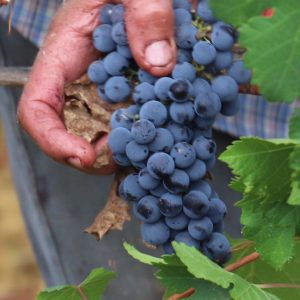 petit-verdot-vino-e-vitigni-di-sicilia