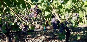 pinot-nero-vino-e-vitigni-di-sicilia